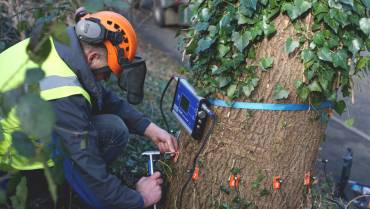 Tree Inspection Assessment